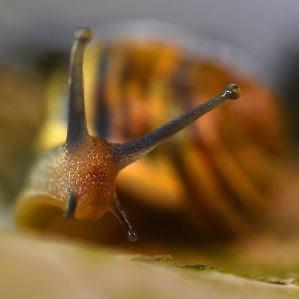 gastropod