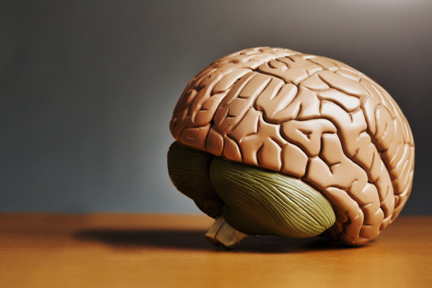 medulla
