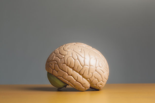 medulla