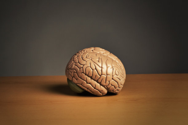 medulla