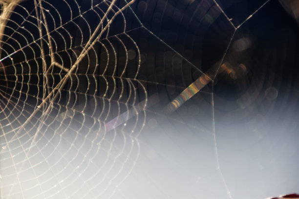 红web