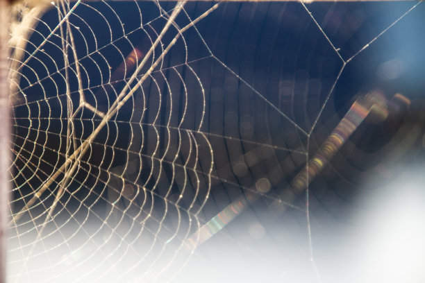 红web