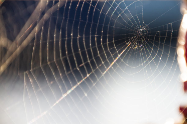 红web