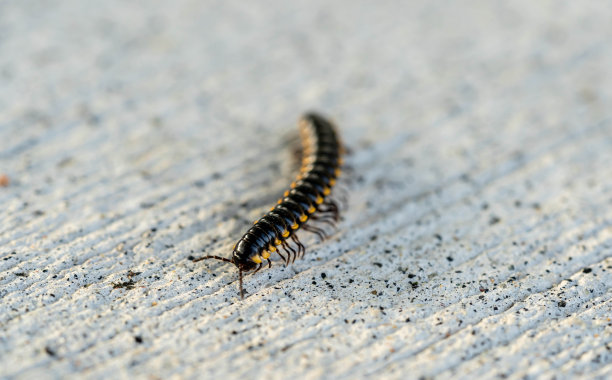 millipede
