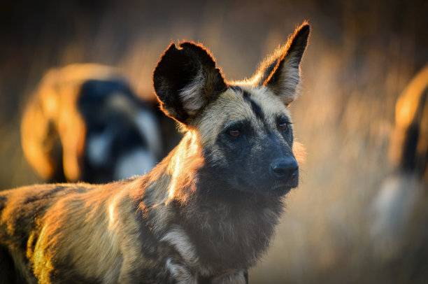 lycaon