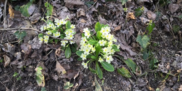 primula