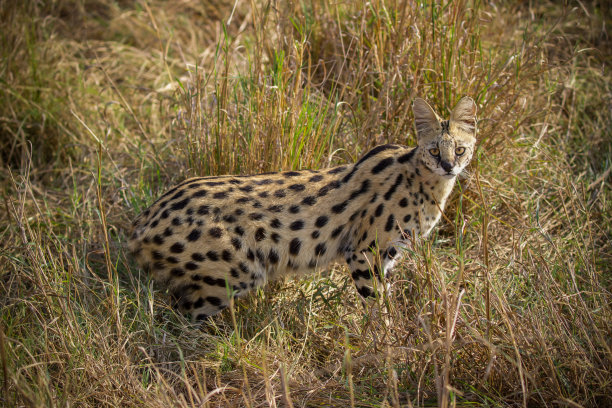 felis