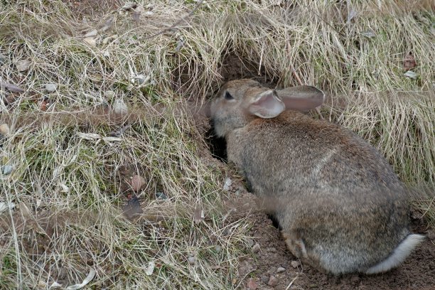 兔类动物