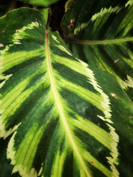 热带植物叶子抽象背景