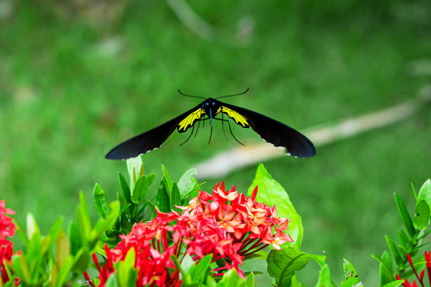 ornithoptera