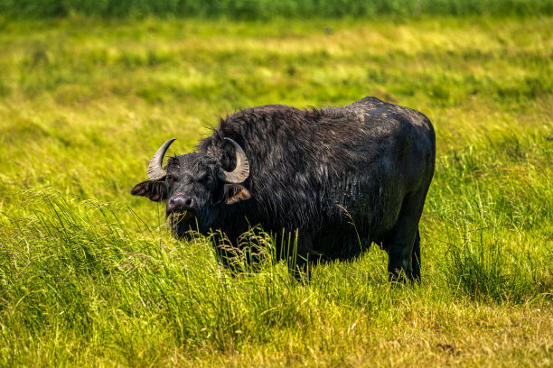 ox