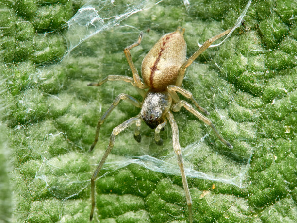 arachnid