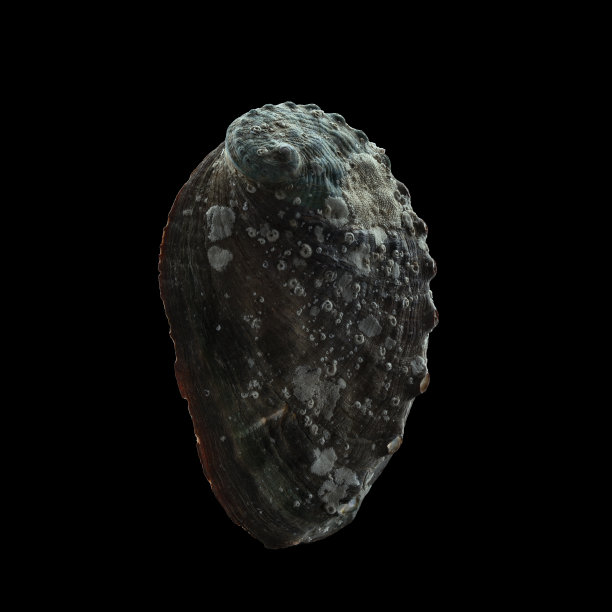 abalone