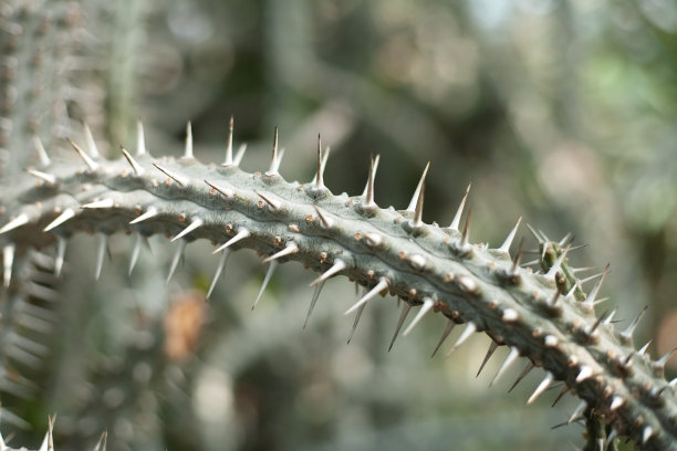 prickly