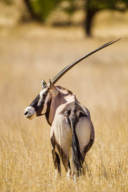 gemsbok