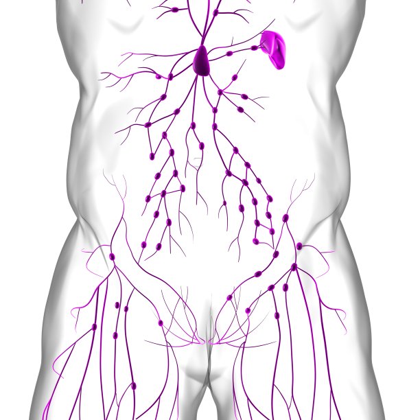 thymus