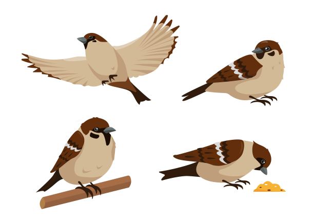 sparrow