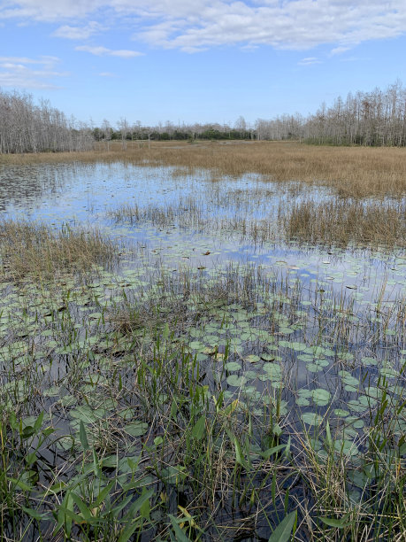 marsh
