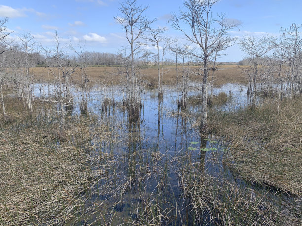 marsh