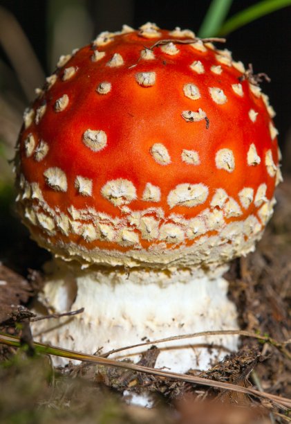 amanitaceae