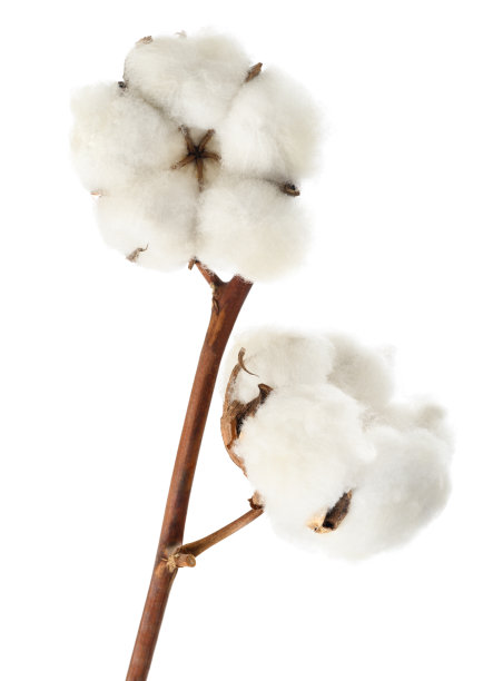 cotton