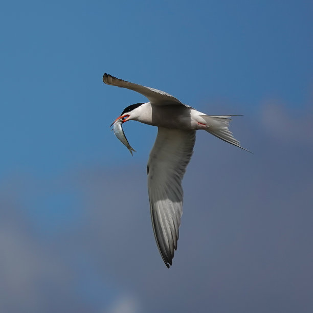 小tern