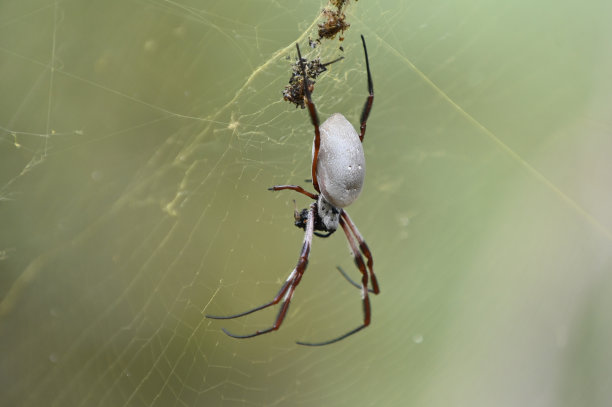 arachnid