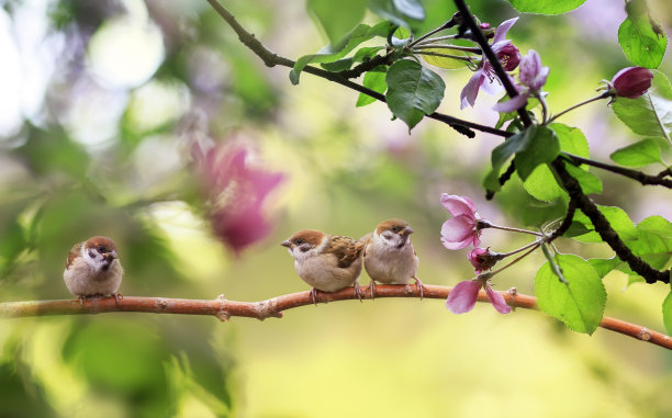 sparrow
