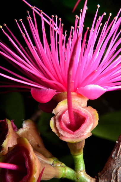 stamens