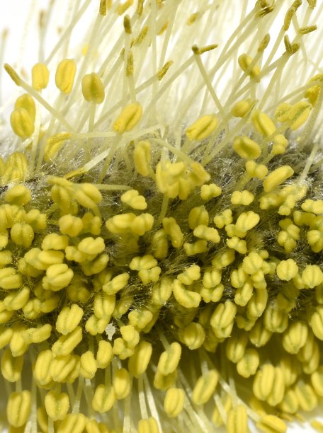 stamens