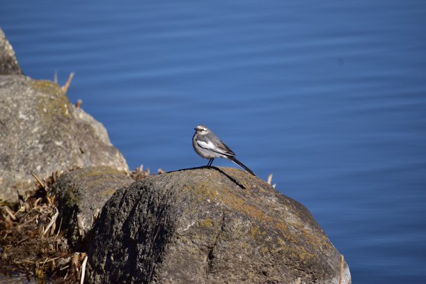 wagtail