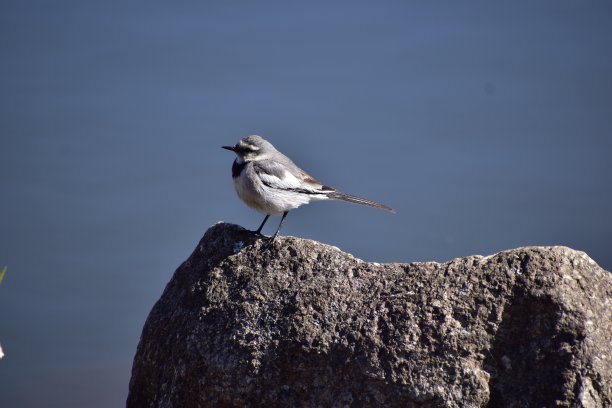 wagtail