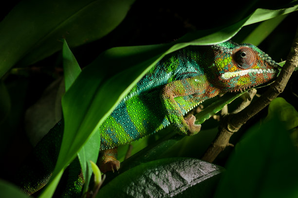 chamaeleon