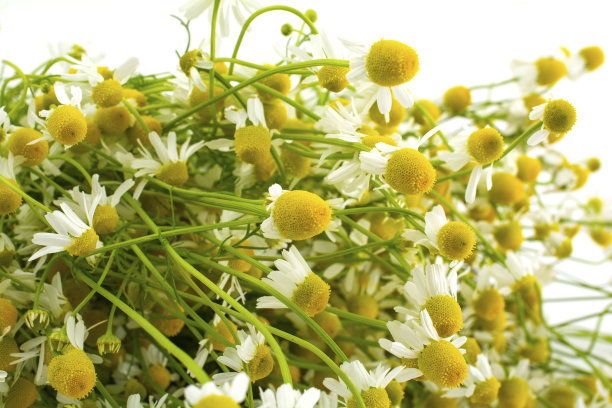 camomiles