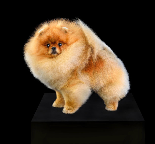 pedigree