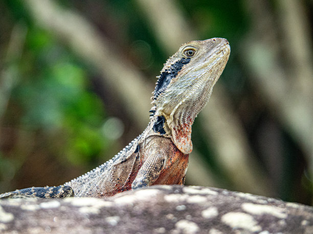 physignathus