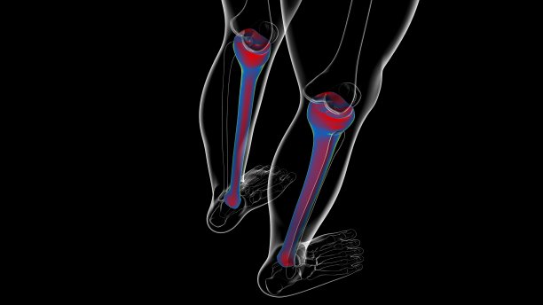 tibia