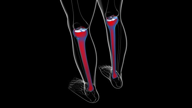 tibia