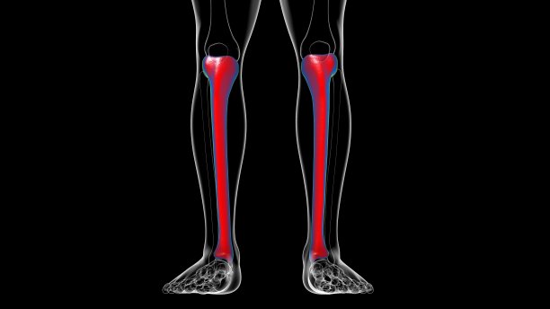 tibia