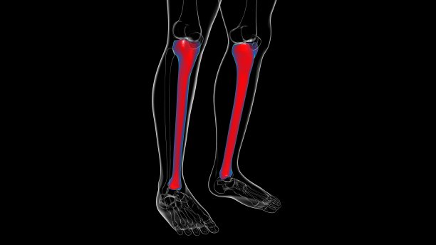 tibia