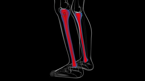 tibia