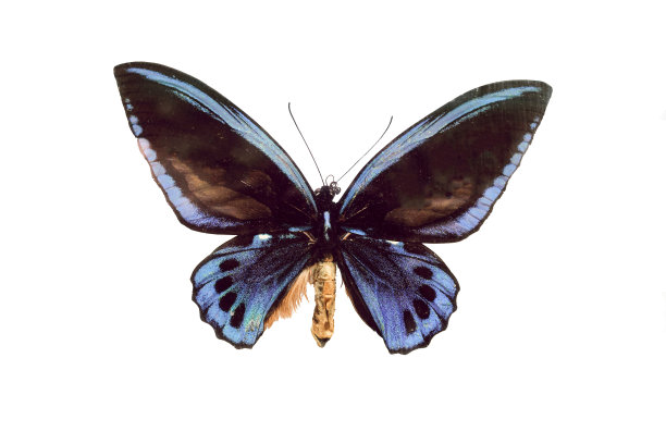ornithoptera