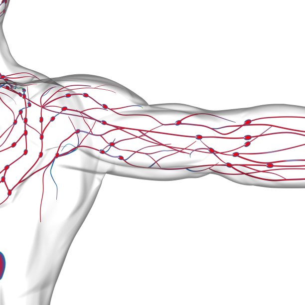 thymus