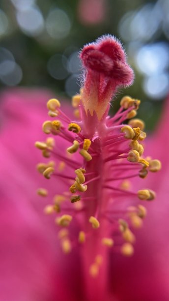 stamens
