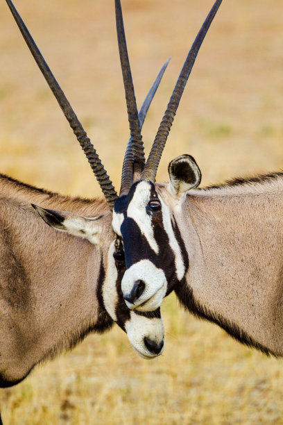 gemsbok