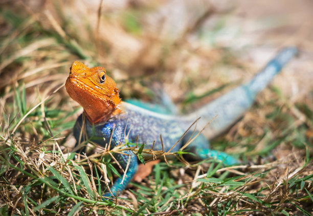 agama