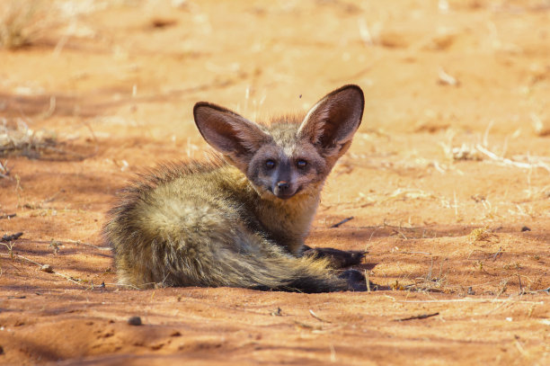 otocyon