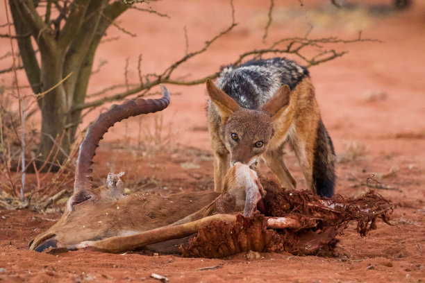 jackal