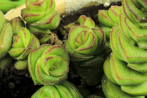 crassula