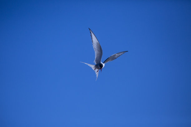 小tern